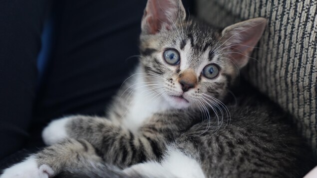 Une trentaine de chats saisis dans une résidence de la Gaspésie