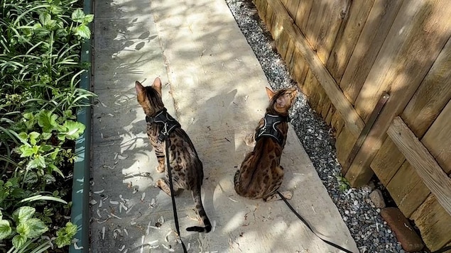 Deux chats en laisse.