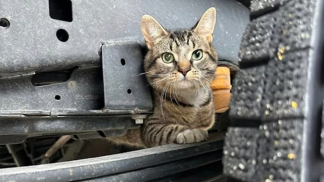 Un chat dans un camion.