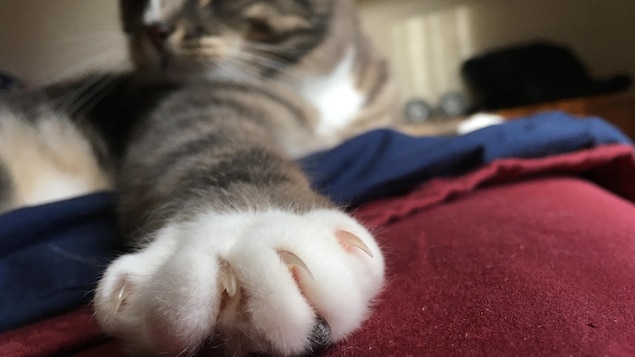 Un chat couché sur un lit s'étire en sortant ses griffes