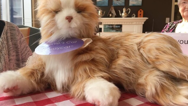 Un chat robot Un chat robot