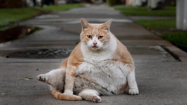 Un chat en surpoids assis sur un trottoir