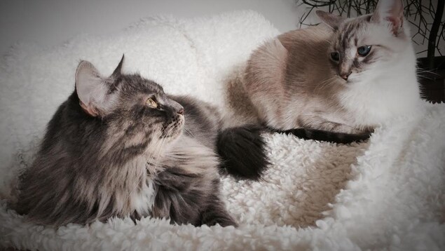 Des chats domestiques