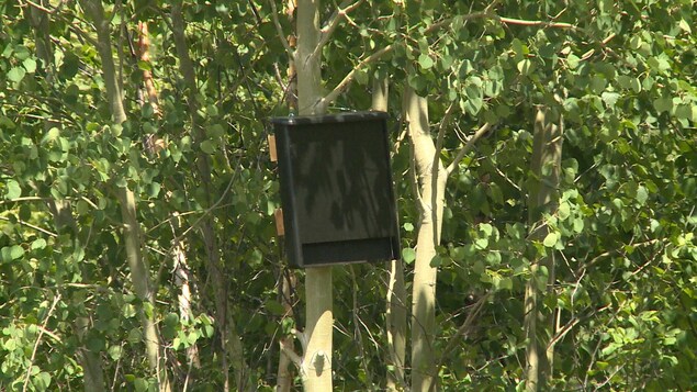 Une boîte noire accrochée à un arbre. Une boîte noire accrochée à un arbre.