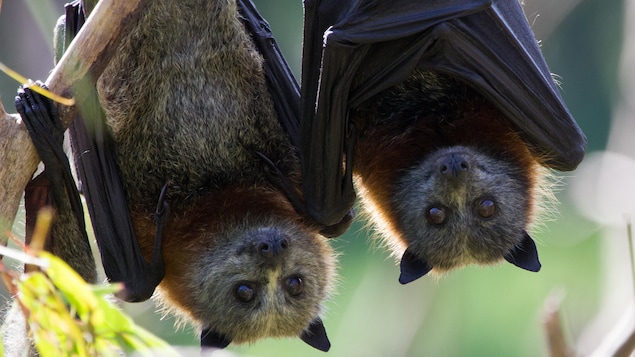 Deux « Pteropus poliocephalus » accrochées à un arbre dans une forêt de Melbourne.