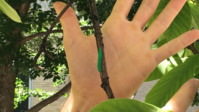 Un main met en évidence le leurre dans l'arbre.