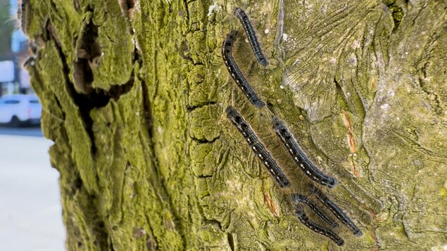 Des dizaines de chenilles se déplacent sur un tronc d'arbre.