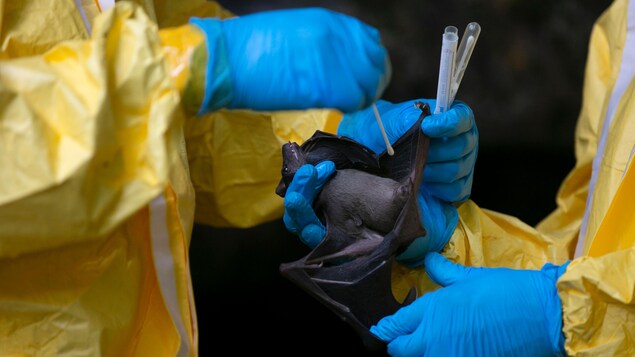 Des chercheurs manipulent une chauve-souris prise au filet dans une grotte de la région de Zadié au Gabon. 