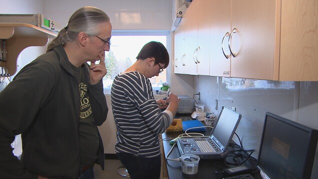 Des chercheurs de l'UQAR essaient de comprendre les impacts des changements climatiques sur les espèces d’oiseaux qui restent au Québec l'hiver. Des chercheurs de l'UQAR essaient de comprendre les impacts des changements climatiques sur les espèces d’oiseaux qui restent au Québec l'hiver.