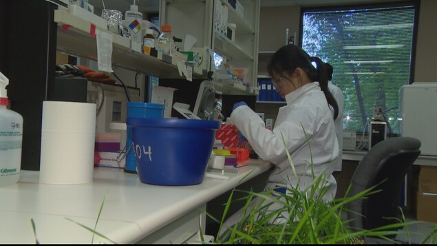 Une chercheuse dans un laboratoire du Conseil national de recherches du Canada à Saskatoon Une chercheuse dans un laboratoire du Conseil national de recherches du Canada à Saskatoon