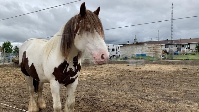 Un cheval dans une écurie.