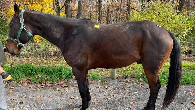 Une femme réussit à sauver son cheval bien-aimé de la mort