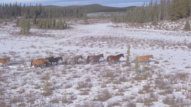 Quel avenir pour les chevaux sauvages de l’Alberta?