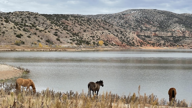 Un décor de rêve qui ferait presque oublier que ces chevaux sont devenus trop nombreux dans 10 États américains