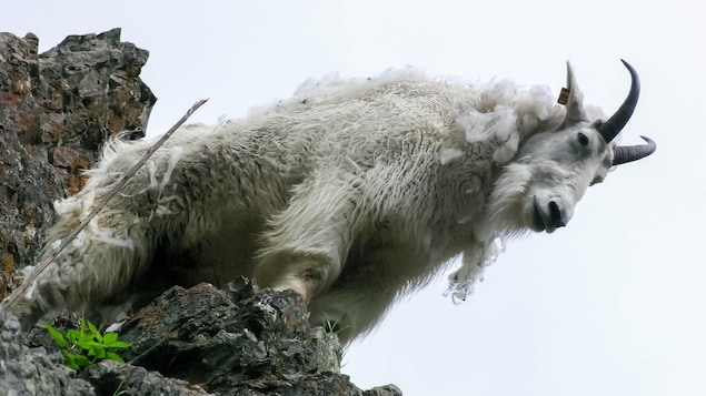 Une chèvre de montagne tue un grizzli dans un parc des Rocheuses