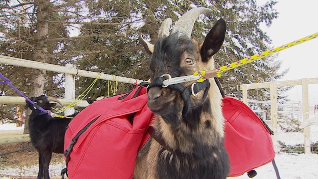 Une chèvre nommée Billy porte deux sacs rouges.