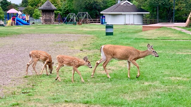 Une vingtaine de chevreuils seront abattus à l’arc à Truro