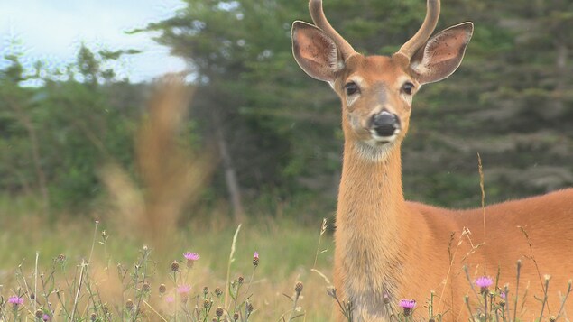 Chevreuil dans un champ sur l'Île d'Anticosti.