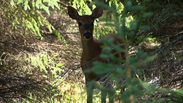 La Gaspésie est le paradis de la chasse. La Gaspésie est le paradis de la chasse.