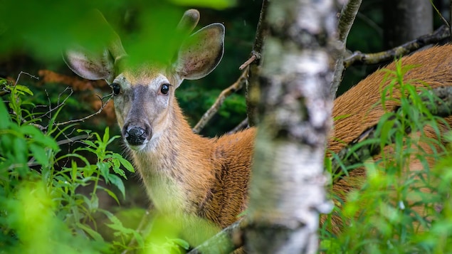 Un chevreuil apparaît à moitié camouflé dans des buissons et derrière un bouleau.