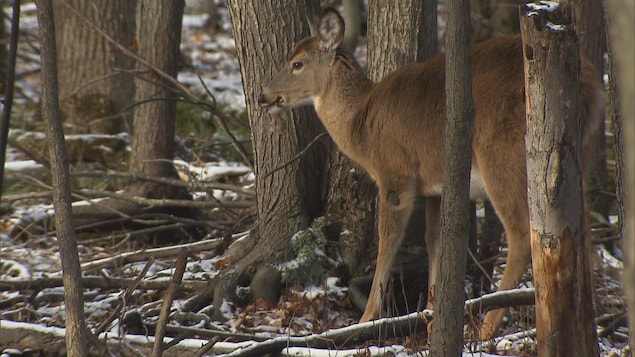 Parc Michel-Chartrand : Longueuil veut réduire la population de cerfs dès cet automne
