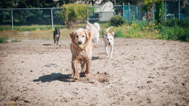 4 gros chiens courent vers la caméra.
