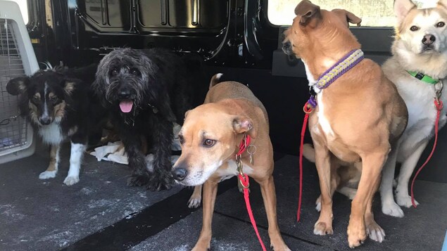 Des chiens dans un van
