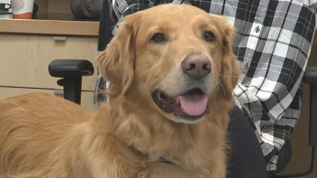 Une photo d'un golden retriever.
