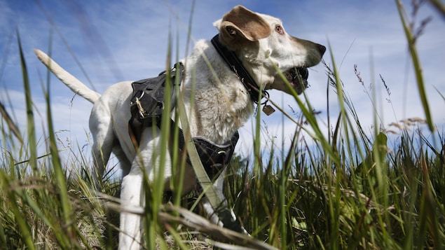 L’Ontario veut élargir un programme pour les chiens de chasse
