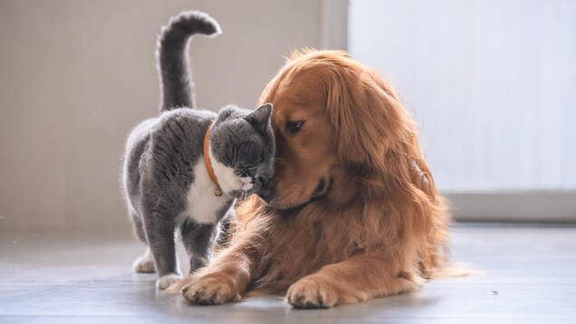 Un chat à poil court et un golden retriever.