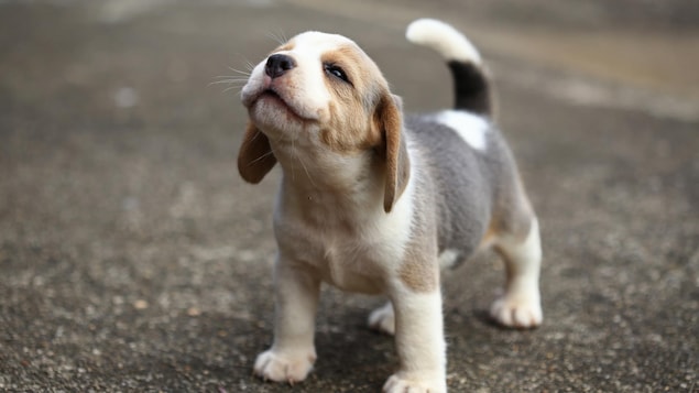 Un bébé beagle dans la rue.