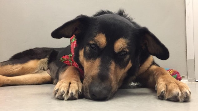 Un chien noir et beige couché au sol, à la Winnipeg Humane Society, dans le temps de Noël.