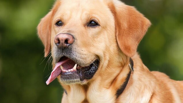 Un chien labrador.