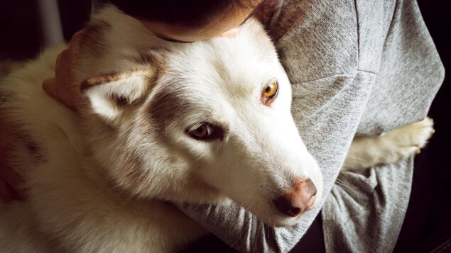 Un chien et son maître.