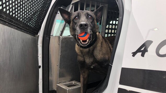 Un chien tient une balle dans sa bouche. Un chien tient une balle dans sa bouche.