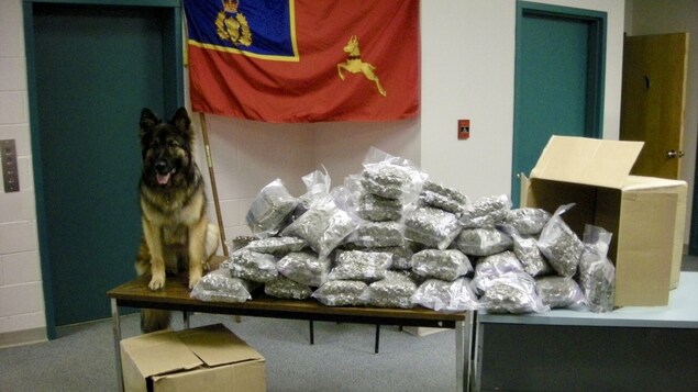 Un chien renifleur se tient sur une table. À côté de lui, on voit des sacs remplis de drogue. Un chien renifleur se tient sur une table. À côté de lui, on voit des sacs remplis de drogue.