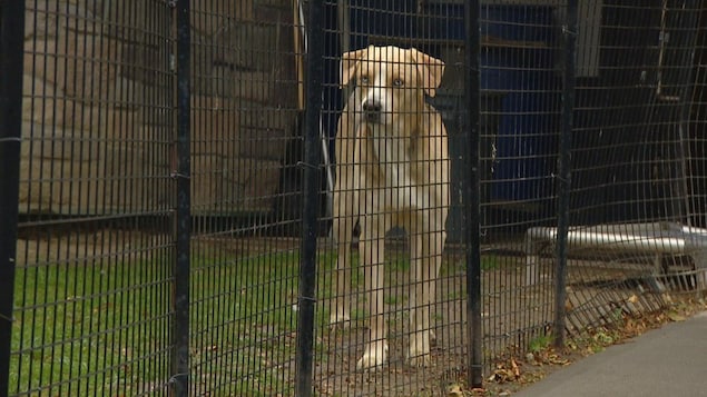 Un chien derrière le grillage d'un enclos pour animaux.
