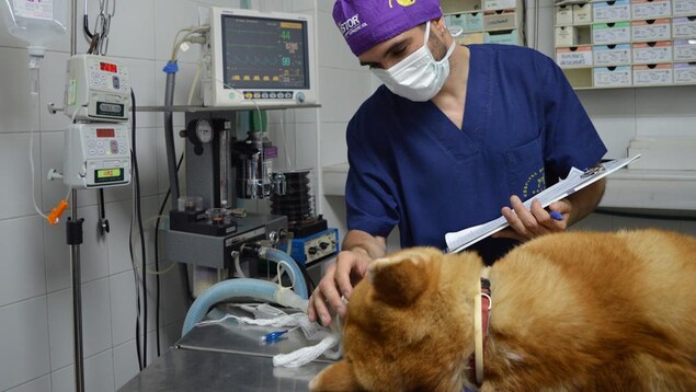 Un chien branché sur un respirateur.