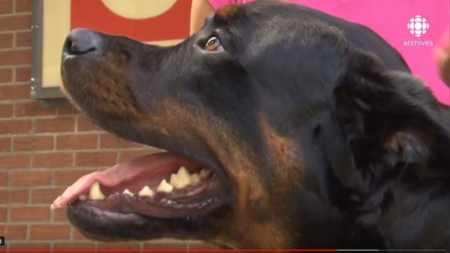 Spca Rottweiler La SPCA, au secours des animaux depuis 150 ans | Radio-Canada