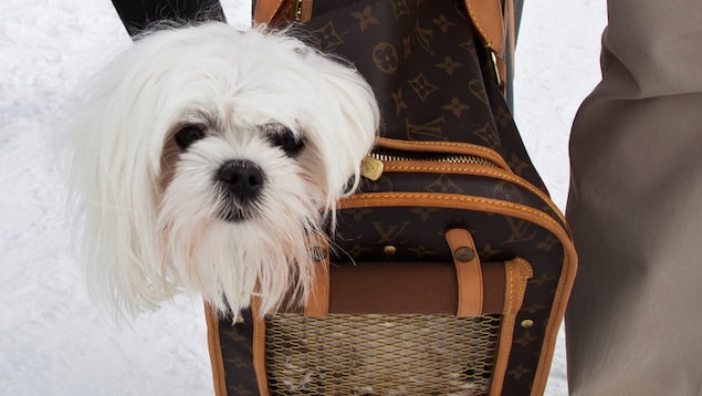 On voit la tête d'un petit chien blanc sortir d'un sac à chien Louis Vuitton. On voit la tête d'un petit chien blanc sortir d'un sac à chien Louis Vuitton.