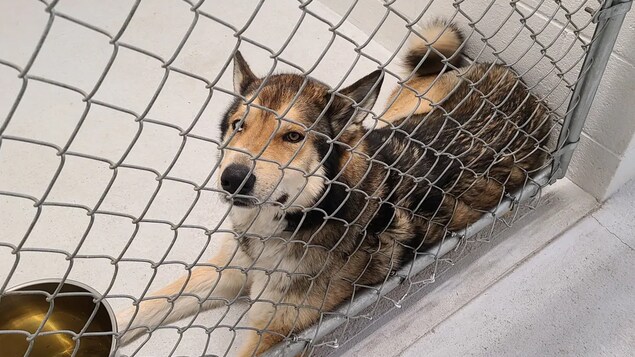 Un chien dans une cage.
