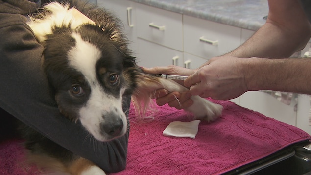 Un chien subit une prise de sang à la clinique vétérinaire de Matane.