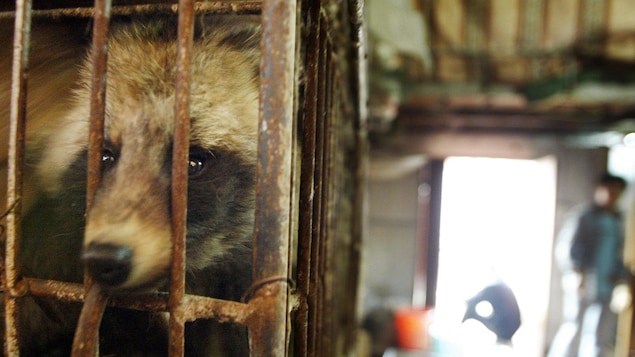 Un chien viverrin dans une cage, le 6 janvier 2004.