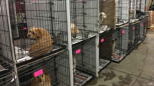 Des chiens en cage