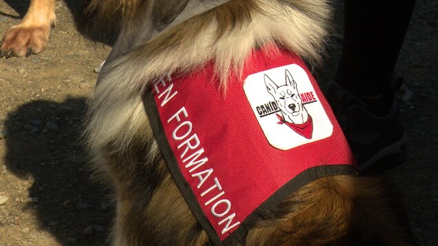 Un chien porte un dossard sur son dos qui indique « En formation ». Il s'agit d'un chien d'assistance. Un chien porte un dossard sur son dos qui indique « En formation ». Il s'agit d'un chien d'assistance.