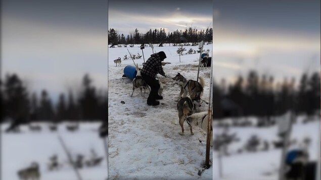 Le MAPAQ a reçu une plainte contre Expéditions Mi-Loup pour de mauvais traitements allégués envers des chiens de traîneau.