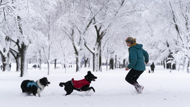 Une femme joue dans la neige avec ses chiens.