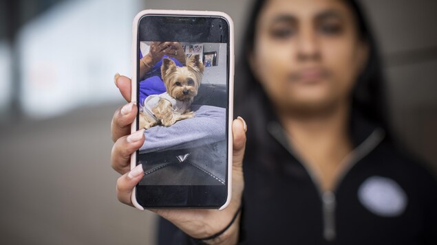 Un Chien Blesse Une Femme Et Tue Son Yorkshire Terrier
