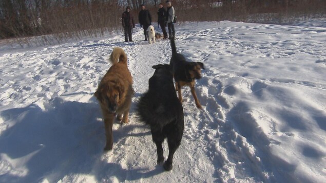 Sentier Chien Sans Laisse Quebec  - Je Viens Donc Vous Apporter Quelques Précisions Car Je Me Suis Rendu Compte Qu�il Y A Beaucoup De Confusions Quant À Cette Notion.