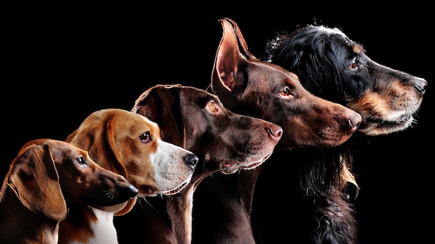 La race d’un chien ne permet pas de prédire son comportement, confirme une étude